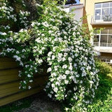50/200 Multiflora Rose Seeds*Japanese Rose*Seven Sisters Rose*Rambler Rose*Climbing Vine/Shrub*Rosa*B??schelrose*Vielbl??tige Rose*FLAT SHIP