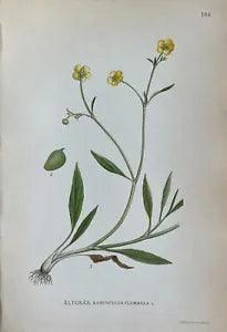 Antique Botanical Lithography Print - Ranunculus Flammula - Lesser Spearwort