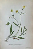 Antique Botanical Lithography Print - Ranunculus Flammula - Lesser Spearwort