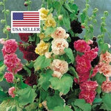50 Seeds Alcea Rosea Chaters Double Carnival Mix - Alcea, Atl??ia, Royal Malva, Malvaisco, Hollyhock