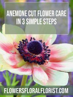 Anemone Cut Flower Care In 3 Simple Steps Flower Delivery