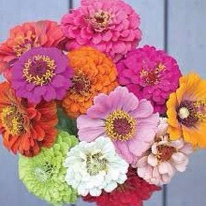Giant ZINNIA SEEDS 5-6?? heads California Giants Mix Zinnia  cut flowers Dizzy Bees Urban Garden *combined shipping*