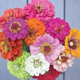 Giant ZINNIA SEEDS 5-6?? heads California Giants Mix Zinnia  cut flowers Dizzy Bees Urban Garden *combined shipping*