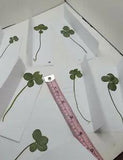 Real Dried Four Leaf Clovers. St. Patrick's Day Gifts. Lucky Charms.?