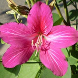 100 Bauhinia purpurea Seeds, Butterfly tree, Pink butterfly tree, Purple bauhinia, Purple butterfly tree, Purple orchid tree Seeds