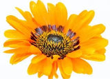 Venidium fastuosum - Orange Prince seed