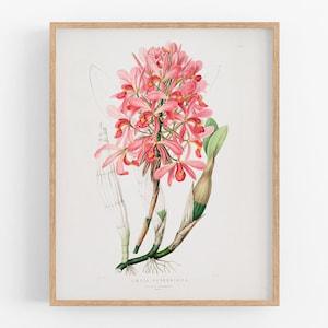 Pink orchid flower botanical print / vintage print / botanical print / art print / orchid print / flower art / wall decor / tropical print
