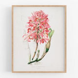 Pink orchid flower botanical print / vintage print / botanical print / art print / orchid print / flower art / wall decor / tropical print