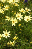 19 Hardy Perennials That Promise Unstoppable Color Every Year Flower Delivery