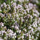 Wild Thyme Creeping Thyme 0.1g - 300 Seeds - Thymus Serpyllum NON GMO