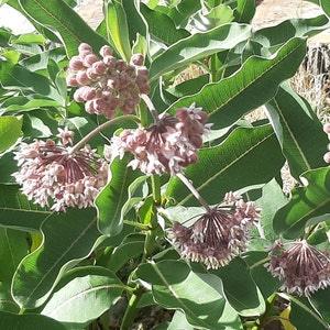 Common Milkweed seeds