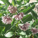 Common Milkweed seeds