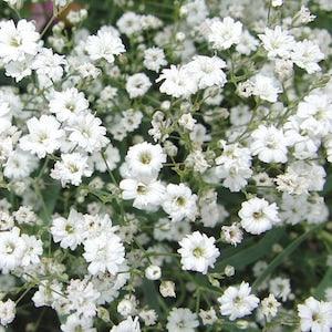 100+ Baby's Breath Gypsophila Flower Seeds- GYPSOPHILA ELEGANS-B046
