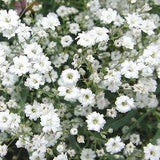 100+ Baby's Breath Gypsophila Flower Seeds- GYPSOPHILA ELEGANS-B046