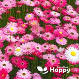 Paper Daisy - Everlasting - 550 SEEDS Helipterum Roseum - Giant flowered mixture