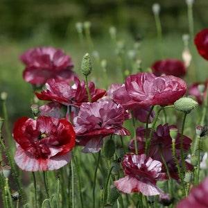 50 Pandora Shirley Poppy Seed Mix / Papaver Rhoeas / Seeds / English Garden /  Flowers / Cottage Flowers / Wildflowers