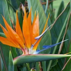 Bird of Paradise Crane Flower 5  Exotic Seeds - Strelitzia Reginae NON GMO
