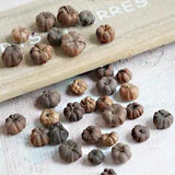 15PCS Mini Dried Flowers Natural Pumpkin Halloween Party Ornament Home Decor Set