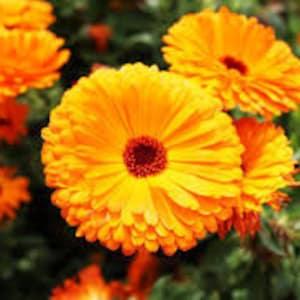50 Pcs Calendula Scotch Marigold Flower Seeds- -English Marigold/Calendula Officinalis/ Bloom all season long/Attracts Butterflies (FL082)
