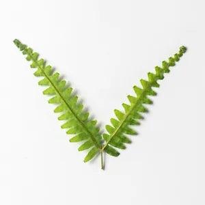 M&T 12PCS Real Pressed Dry leaf with stem for art, candle, handcraft FSS28