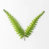 M&T 12PCS Real Pressed Dry leaf with stem for art, candle, handcraft FSS28