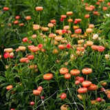 300 Organic Helichrysum Straw Flower SALMON Everlanstings Paper Flower Seeds Samen Semi Semillas Siemenet Fr? Sementes Sementi Graines Zaad