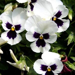 50+  Silverbride Swiss Giant Pansy Flower Seeds-Pansy Flowers-Swiss Giant Pansy-Silverbride Pansy-Beautiful Biennial-VIOLA WITTROCKIANA-B404