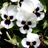 50+  Silverbride Swiss Giant Pansy Flower Seeds-Pansy Flowers-Swiss Giant Pansy-Silverbride Pansy-Beautiful Biennial-VIOLA WITTROCKIANA-B404