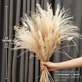 Tall Natural Dried Pampas Grass 23