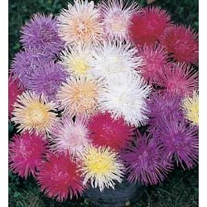 Aster - Nova Mix - A beautiful needle variety that's a definite eye-catcher