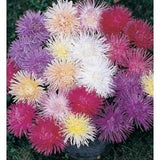 Aster - Nova Mix - A beautiful needle variety that's a definite eye-catcher
