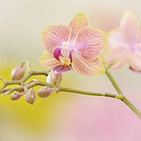 Miniature Orchid PRINT ACRYLIC or CANVAS gallery wrap Flower wall decor artwork Picture Photo Dwarf pink Home pastel still life Gift for her