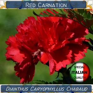 130+ Red Carnation seeds, Dianthus Caryophyllus Chabaud seeds, Flower seeds, Garofano Rosso #FI552