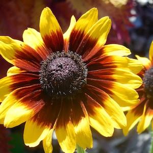 Gloriosa Daisy Flower Seeds ?C Rudbeckia hirta - 100+ Perennial Seeds - FS016c