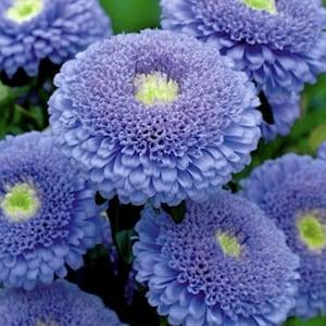 25+ Double-flowered  Blue Aster Christina Seeds / Callistephus chinensis / (E5)B