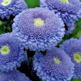25+ Double-flowered  Blue Aster Christina Seeds / Callistephus chinensis / (E5)B