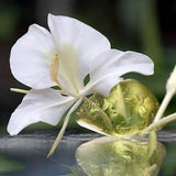 White Ginger Lily Fragrance Oil - Candles - Soap - Skin - Hair Care