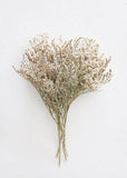 Natural German Statice | Dried & Preserved Flowers | Afloral.com Flower Delivery