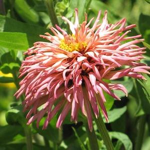 Cactus Flowered Hybrid Mixture Zinnia Seeds. Easy to Grow Annual Cut Flower