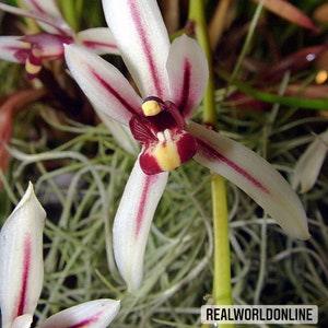 10 seeds of CYMBIDIUM DAYANUM ORCHID - orchids - high quality seeds selected top
