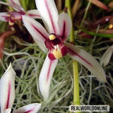 10 seeds of CYMBIDIUM DAYANUM ORCHID - orchids - high quality seeds selected top