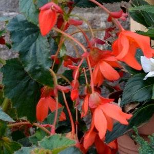 LARGEST BEGONIA Up To 3 Meters Tall! Red Flowers, Ferruginea, 5 Rare Seeds