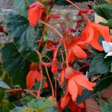 LARGEST BEGONIA Up To 3 Meters Tall! Red Flowers, Ferruginea, 5 Rare Seeds