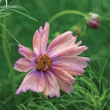 Cosmos and Zinnia Cut Flower Mix (Different Varieties) | 25 Seeds | Cosmos Bipinnatus  and Zinnia Elegans