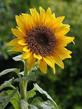 S?onecznik Kwiat Z?oty - Darmowe zdj?cie na Pixabay Flower Delivery