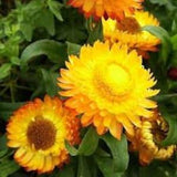100 Helichrysum Yellow Flower Seeds- Helichrysum Bracteatum-Strawflower-Paper Daisy/Great for fresh bouquets/dried floral arrangement/FL458