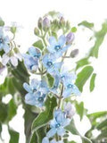 ?? G¡§?nstige Schnittblumen - online bestellen | Blumigo Flower Delivery