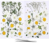 73PCS White Dried Pressed Flowers for Resin - Youthbro Real Nature Flowers He...