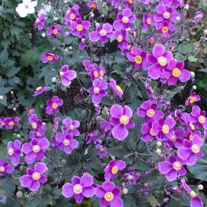 DARK PINK ANEMONE Hupehensis Windflower Thimbleflower 10 Seeds
