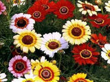 Painted Daisy Seeds, Mixed Painted Daisies, Heirloom Wildflower, Daisy Seed 75ct